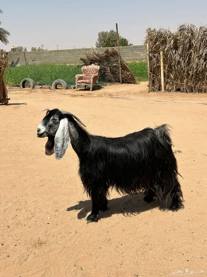 عنز عارضيه 4