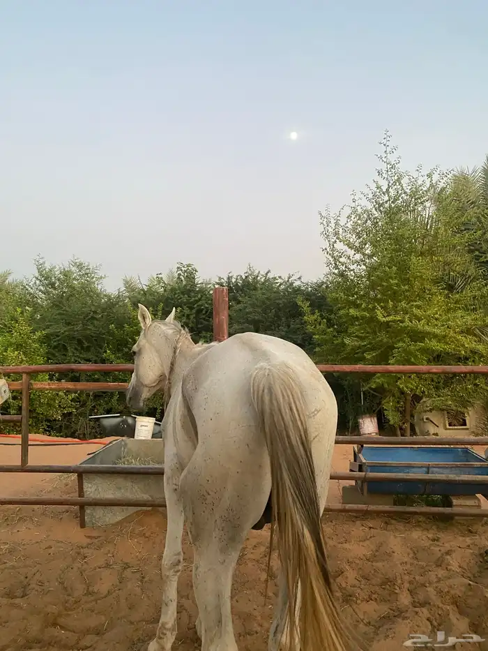حصان نضيف طيب شرط 1