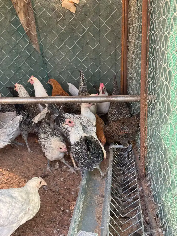 دجاج بياض 26