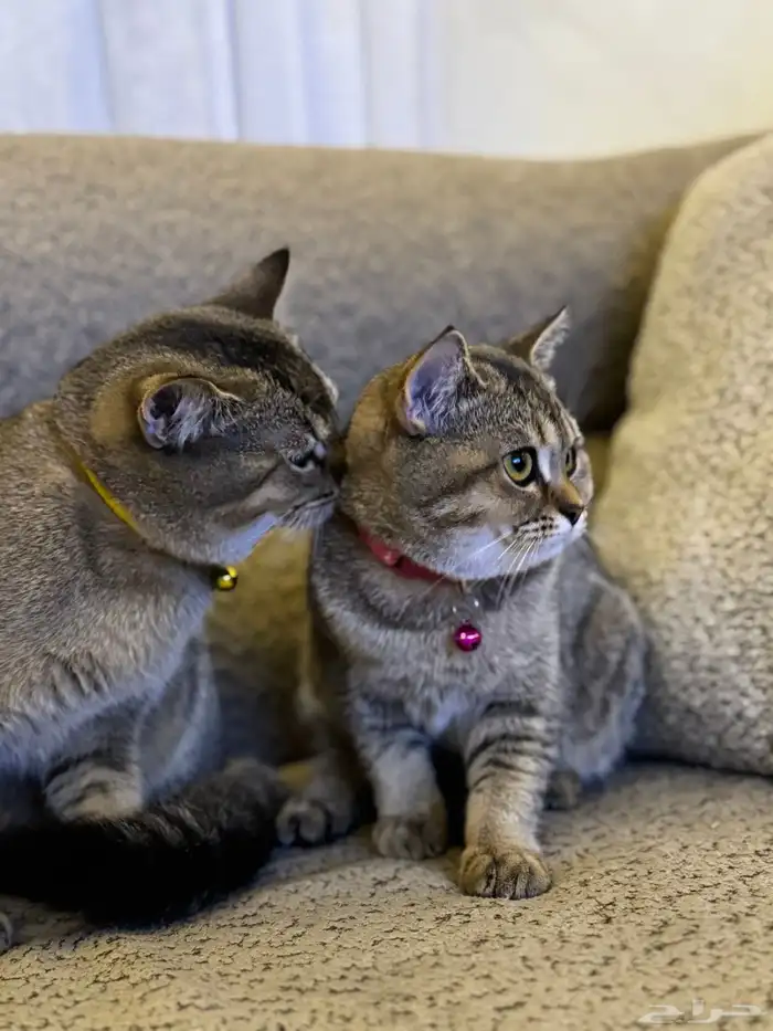 first class cats - قطط درجة أولى 4