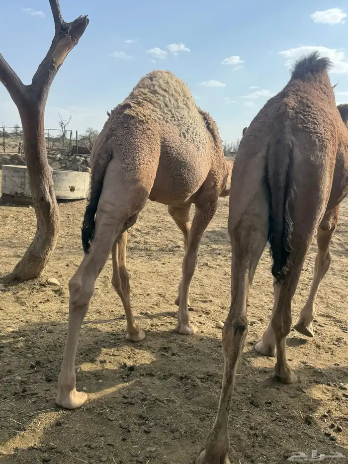 حشوان للبيع 2