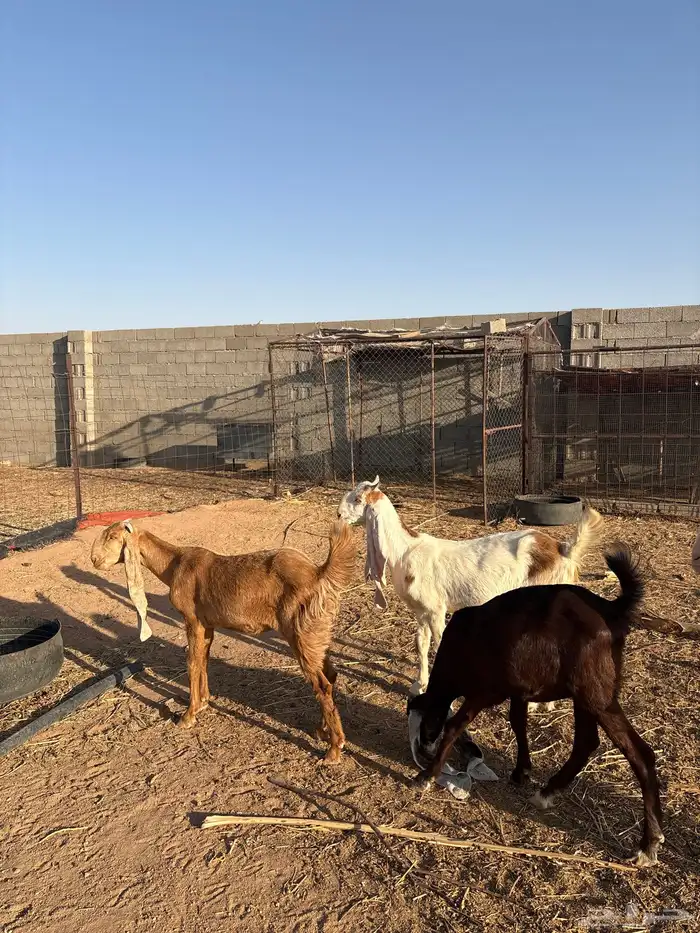 3 جفرات وتيس هولنديات فاخرات 0