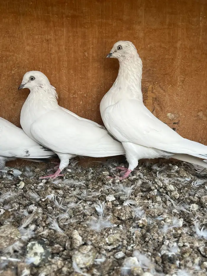 للبيع جوز وحشي مع فروخه بيور . 1