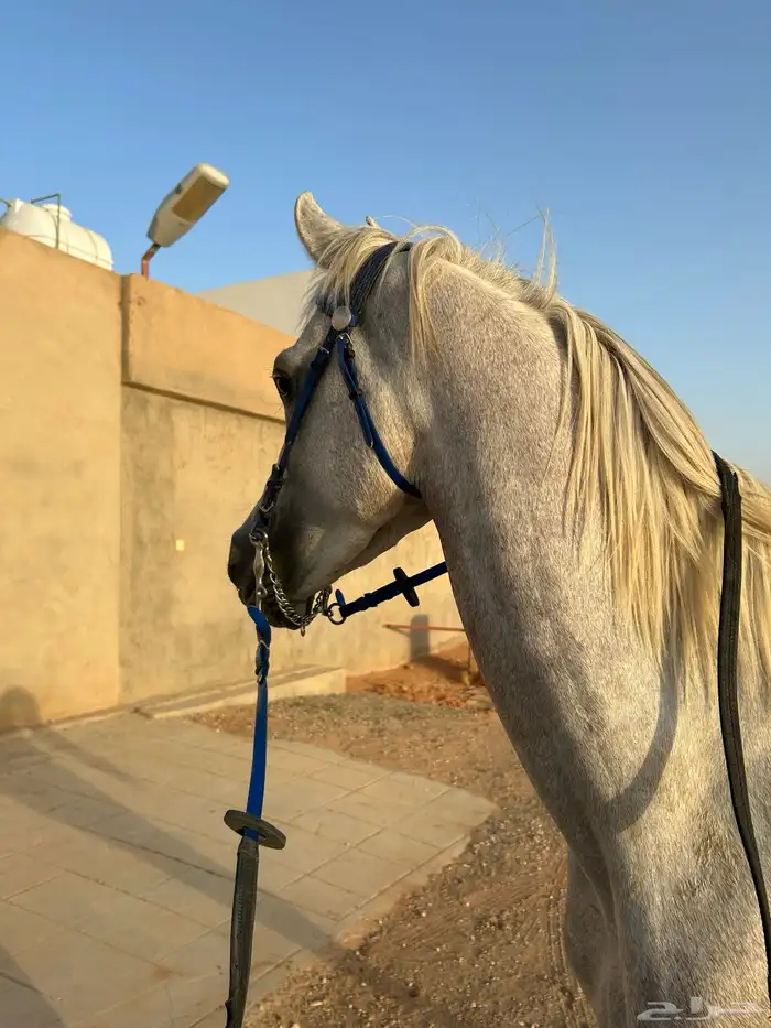 حصان واهو و البيع شعبي 5