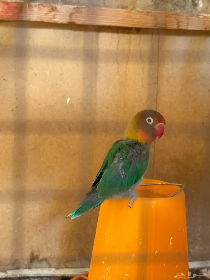 للبيع طيور روز 4