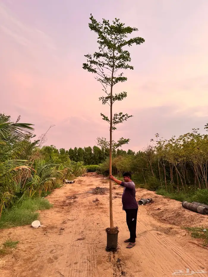 ترمناليا منتالي 2 بوصة 0