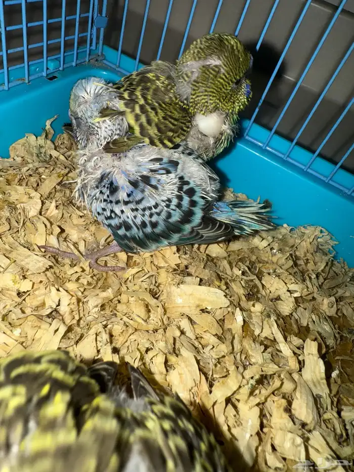 للبيع فروخ بادجي طيور الحب 1
