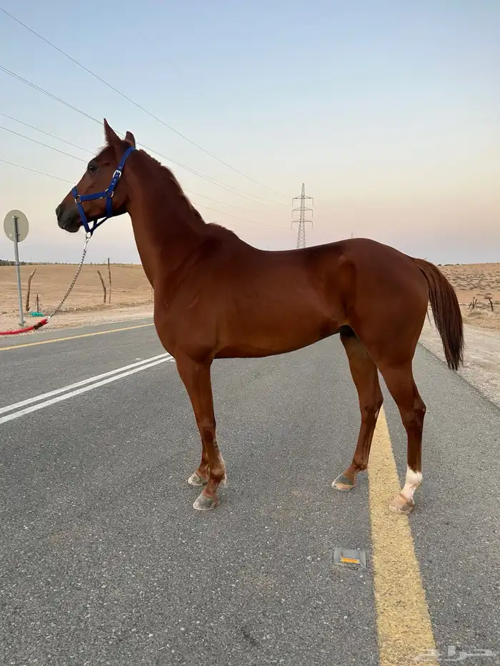 حصان عربي واهو 0