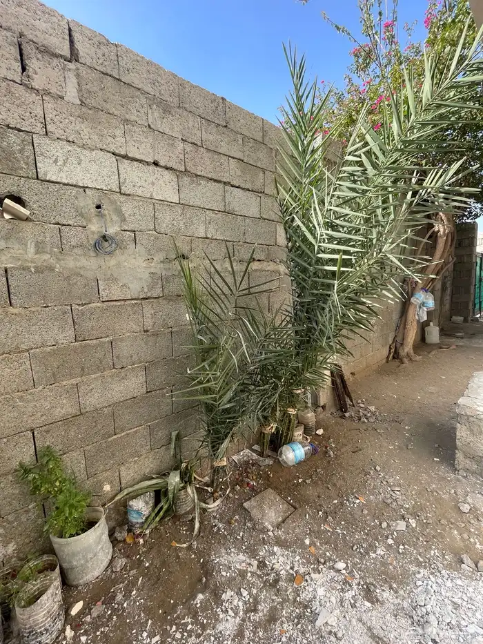 نخل للبيع شتلات 1