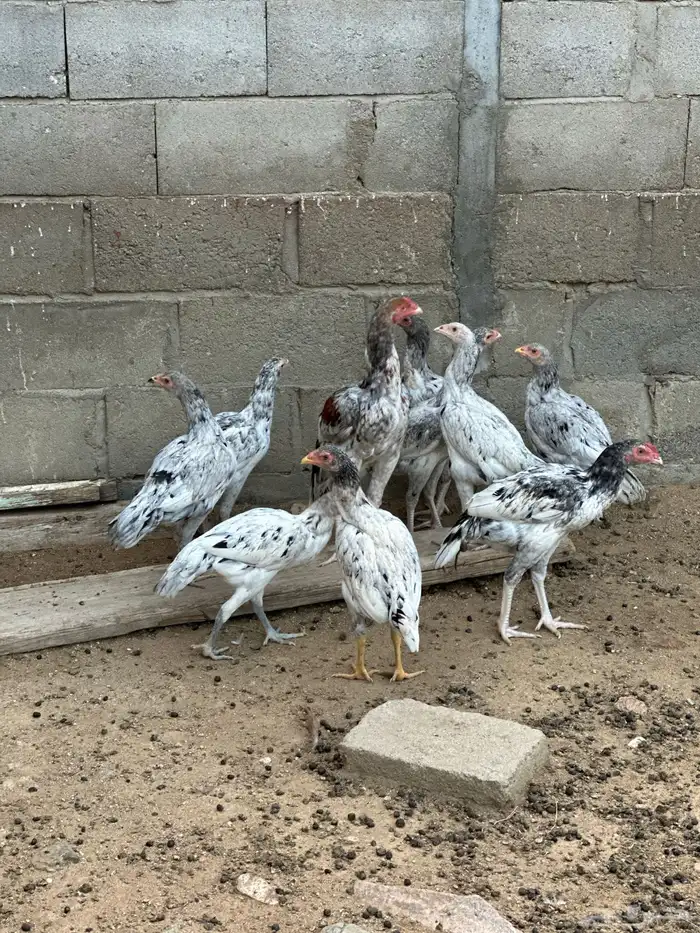 دجاج باكستاني صنف 7