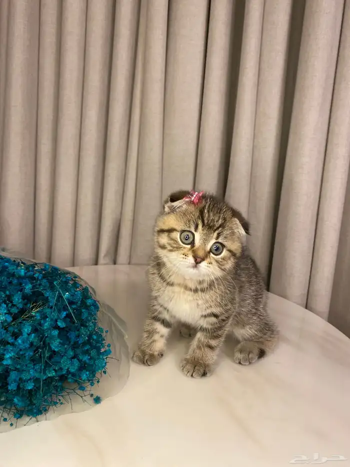 قطط للبيع سكوتش 2