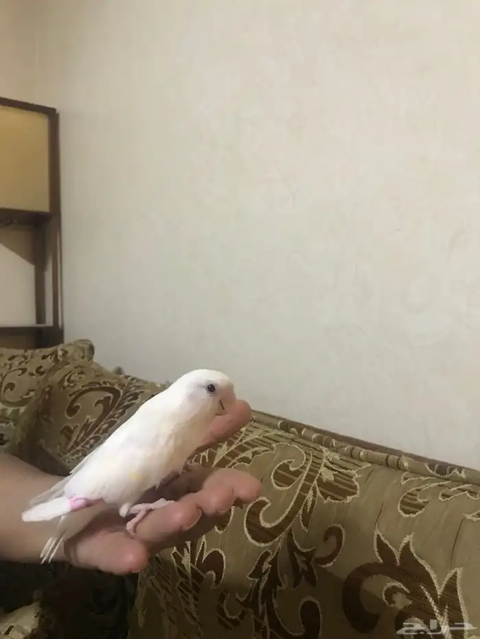 روز البينو 0