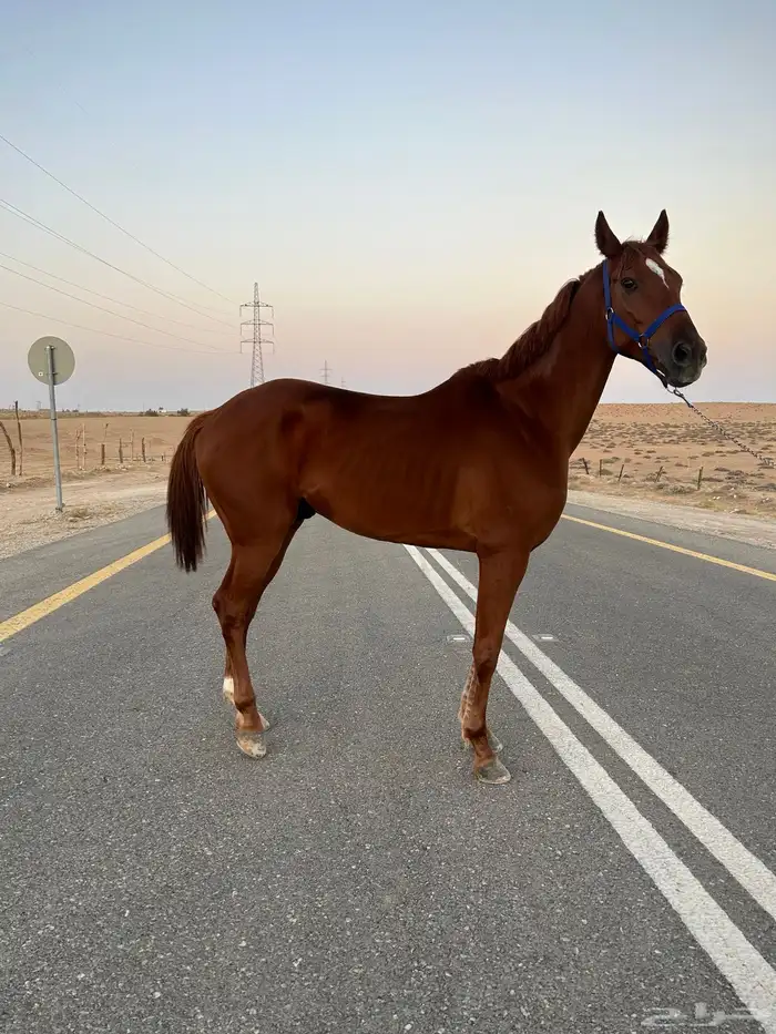 حصان عربي واهو 1