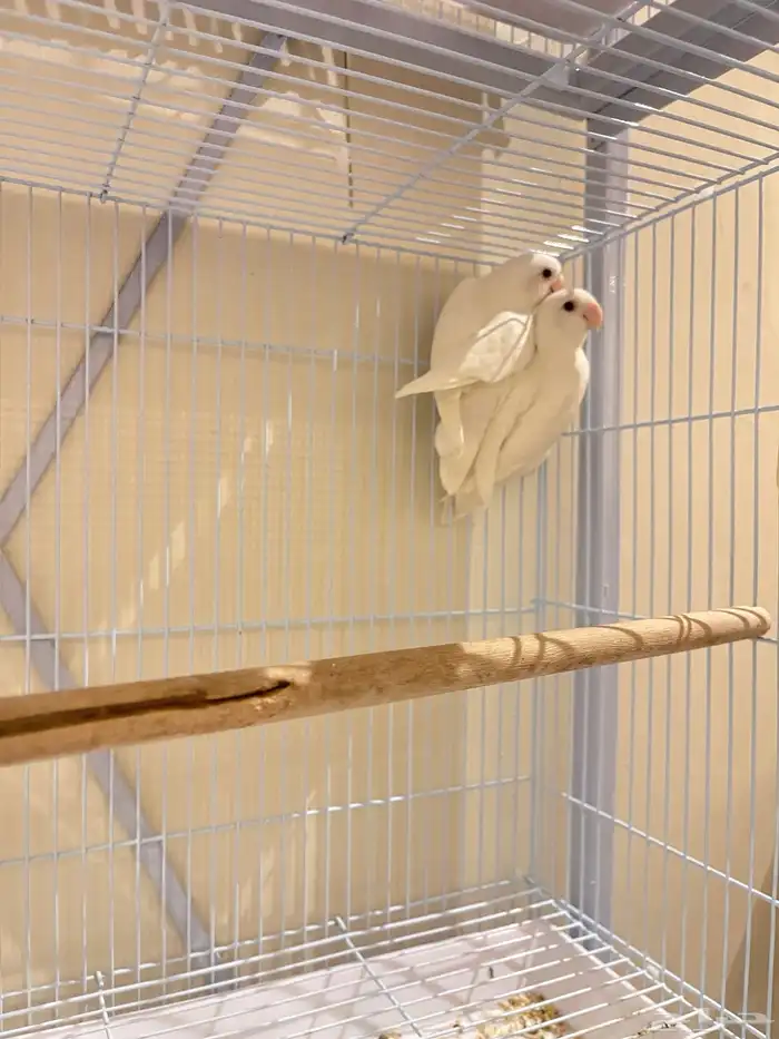 أزواج روز تم البيع 2