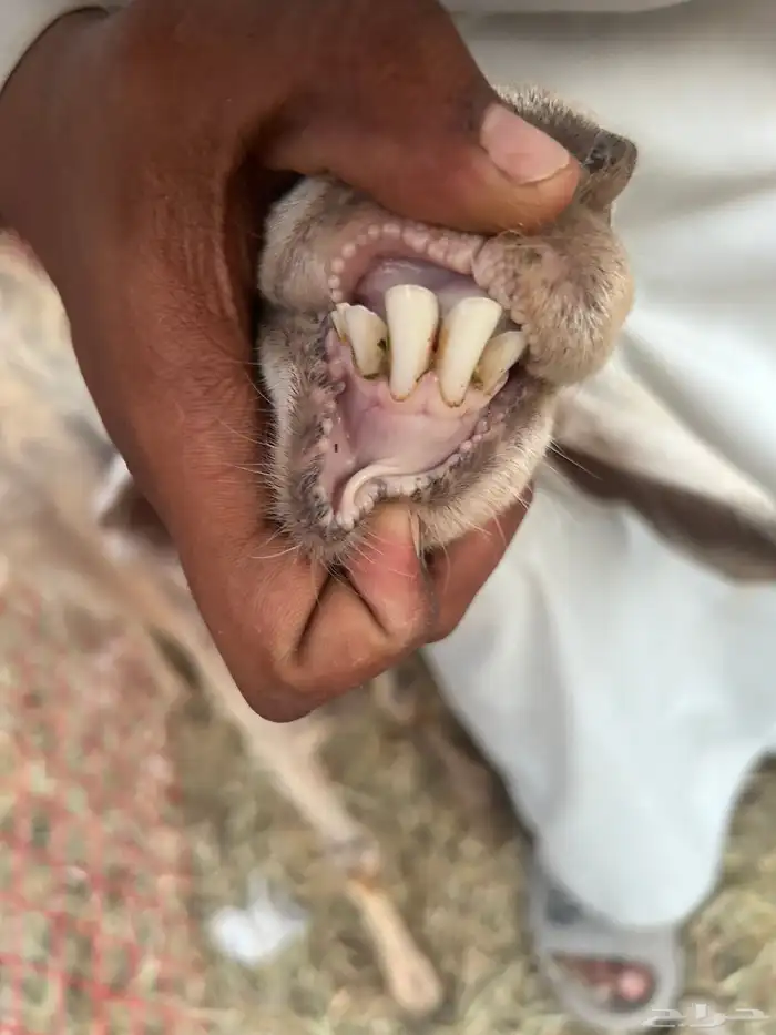 عنزين رباع و جامع 0