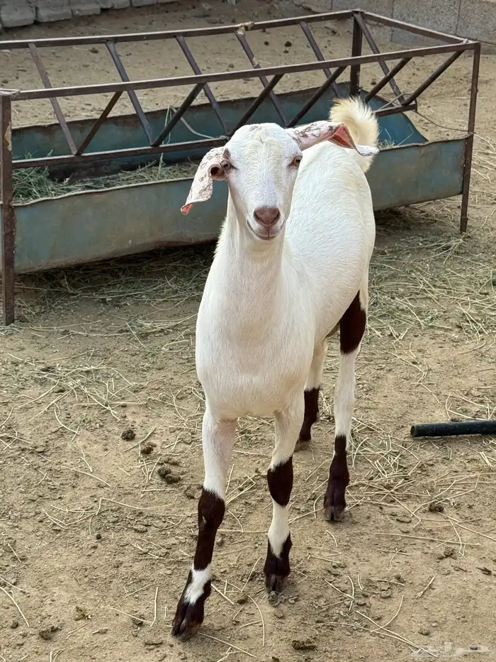 مشروع فحل توم ثلاثه شق ثالث 0