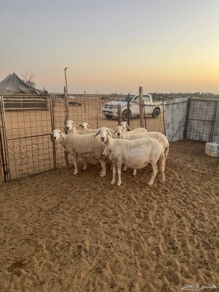 للبيع شياه حريات دفيع ومضاريع 3