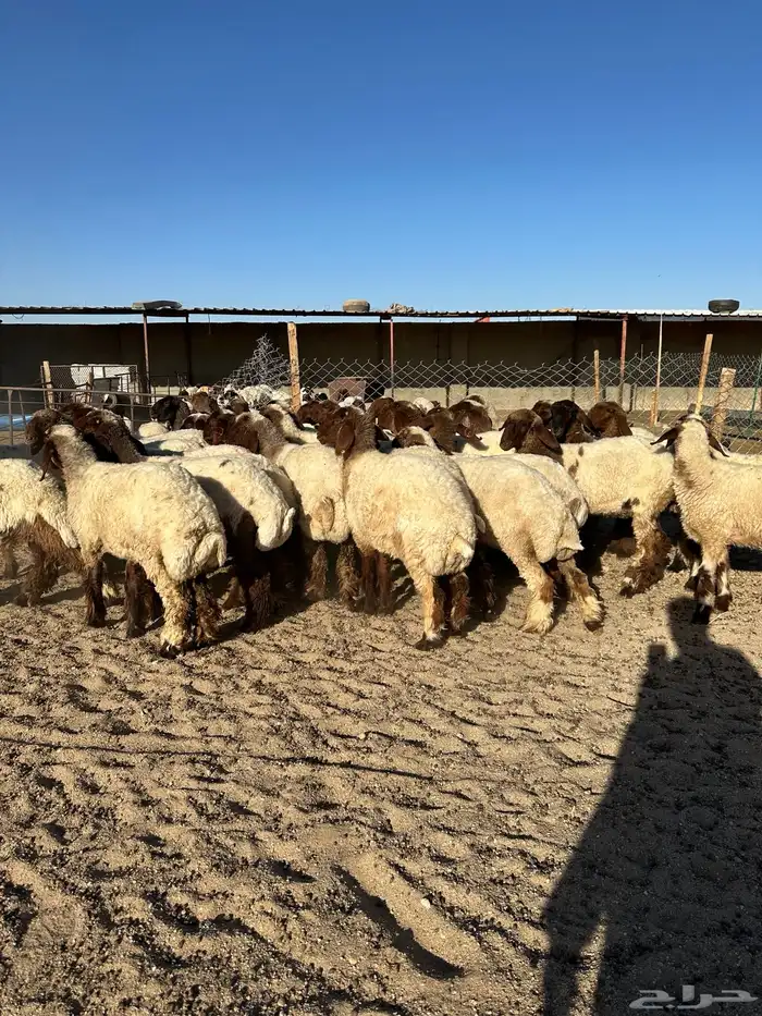 جذعات أنعيم صنف( تم البييع ) 1