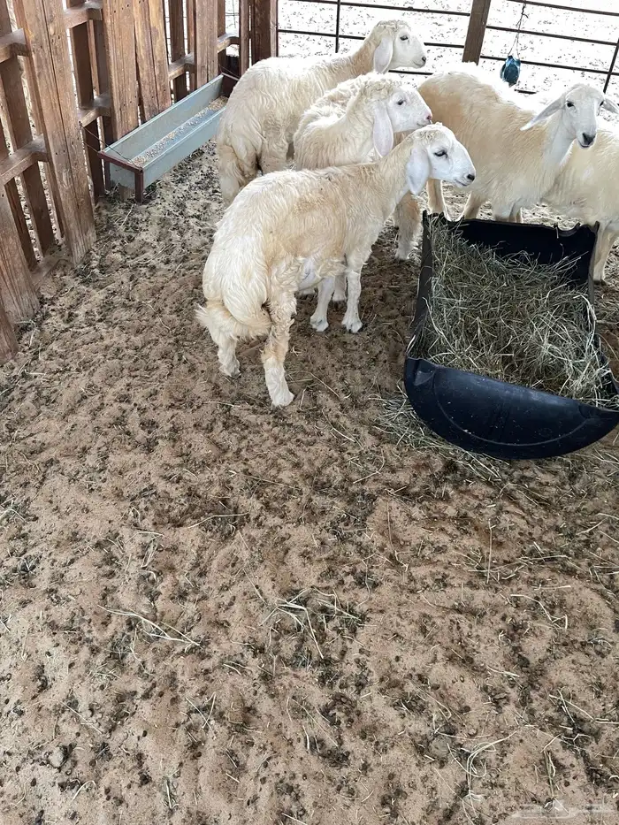 رخال حريات ( برريه ) 0