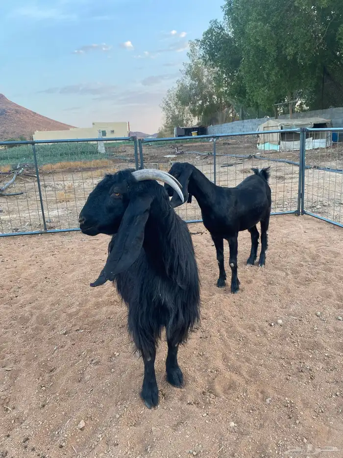 معزا مصريات تم البيع 9