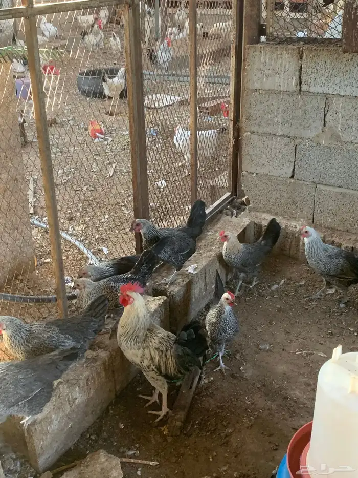 دجاج بلدي 6