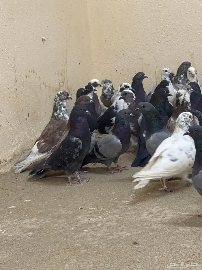 حمام مشكله 2