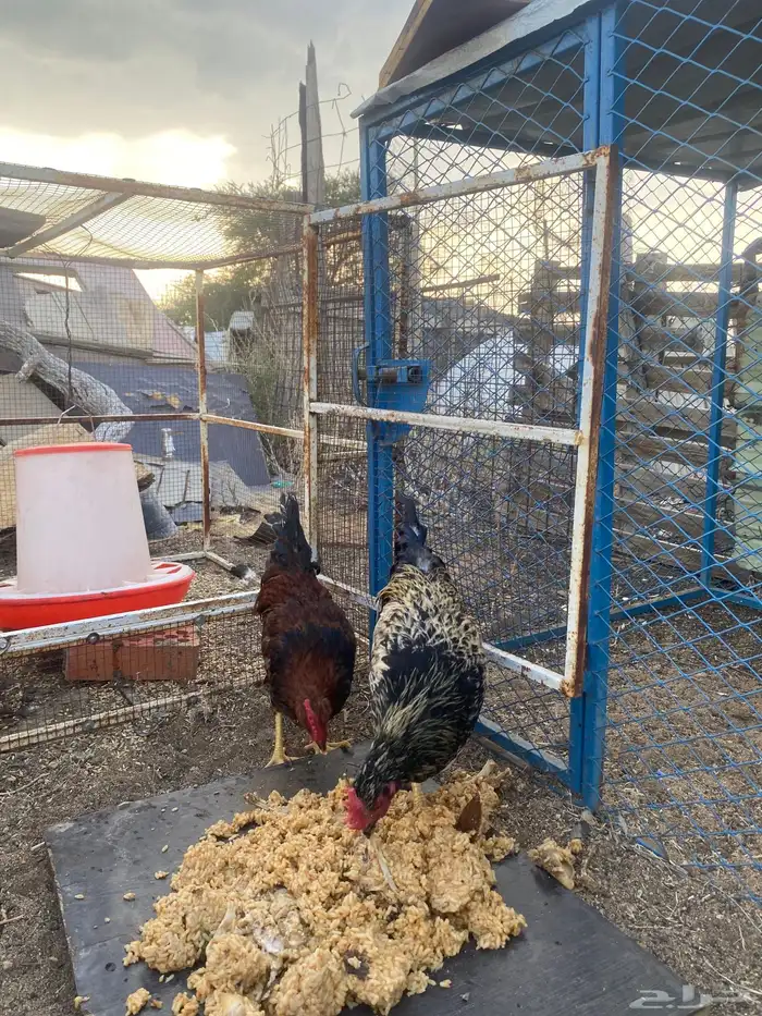 ديكه بلدي 3