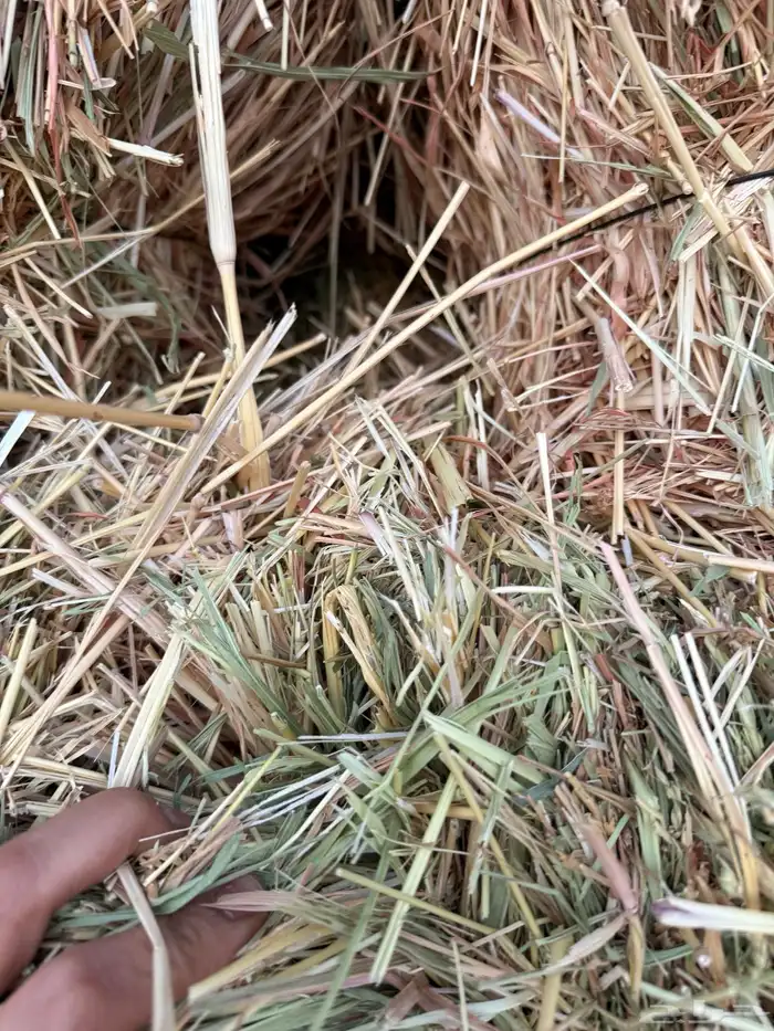 علف تبن ذره 4