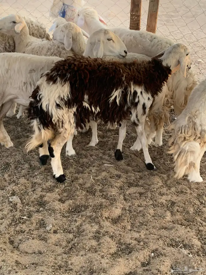 للبيع رخال حريات حرش مقاني 8