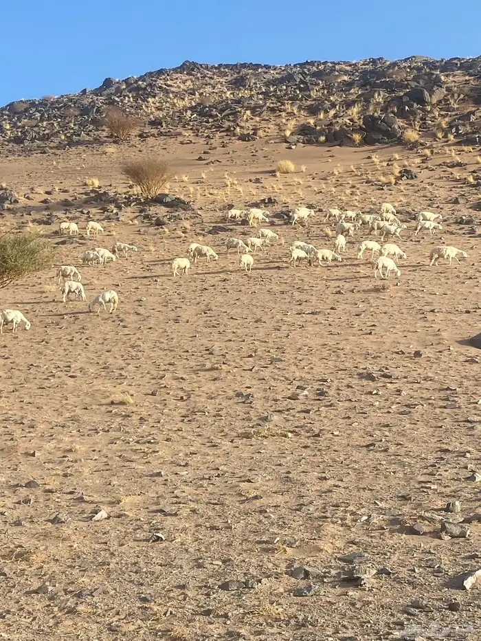 مراح حريات العدد 50 مع الفحل تم البيع 7