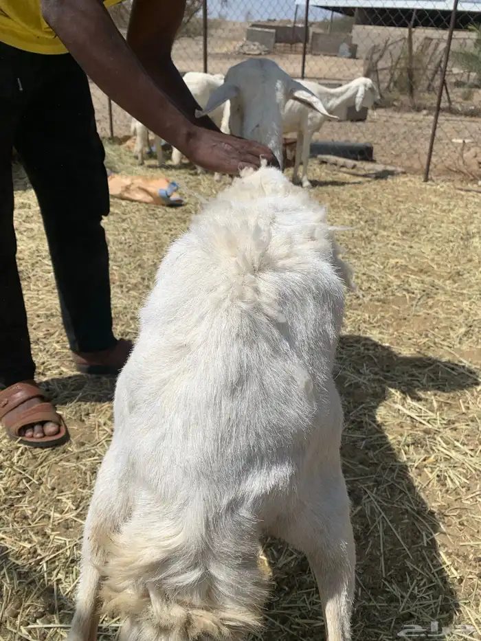 شاه كفو دافع باذن الله 2