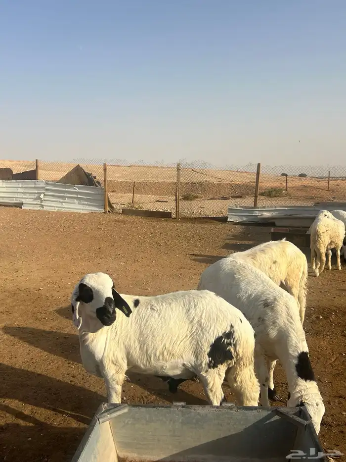 سواكن طليان جذع وجبر وشحم شررط 2