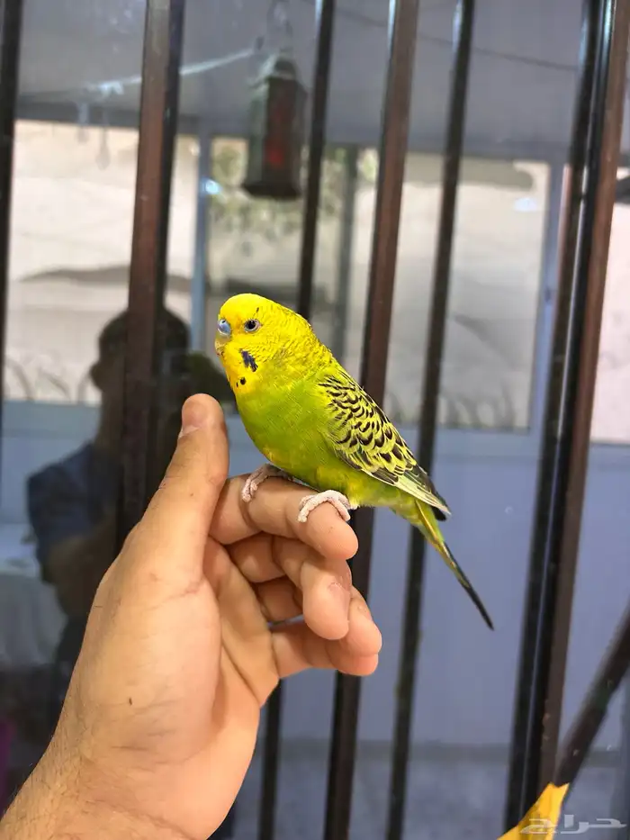 ذكرين باجي هولندي اليفه و فيها واحد متكلم 6