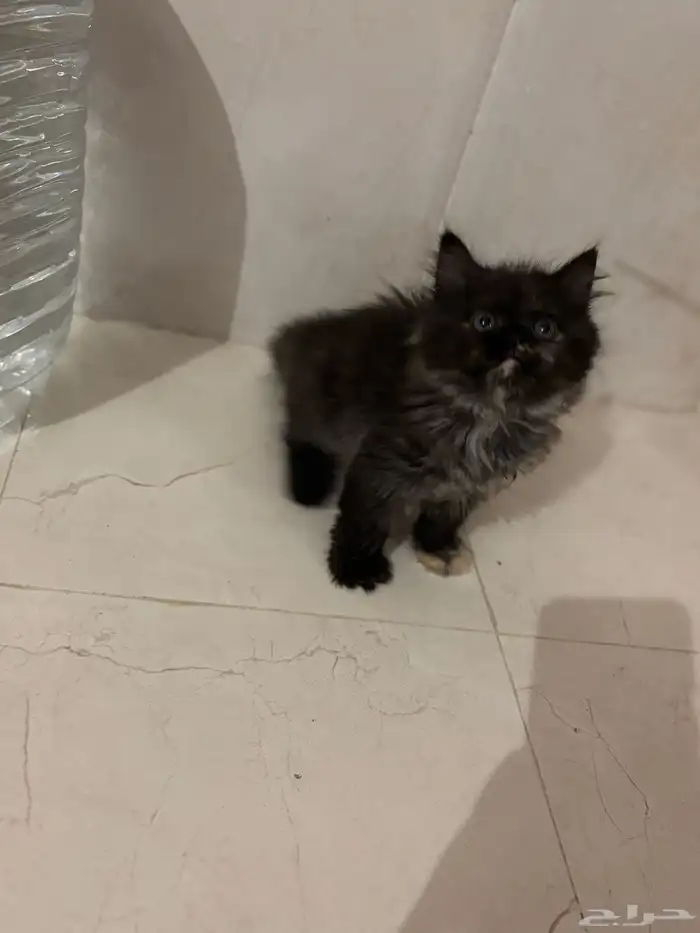 قطط شيرازي للبيع 3