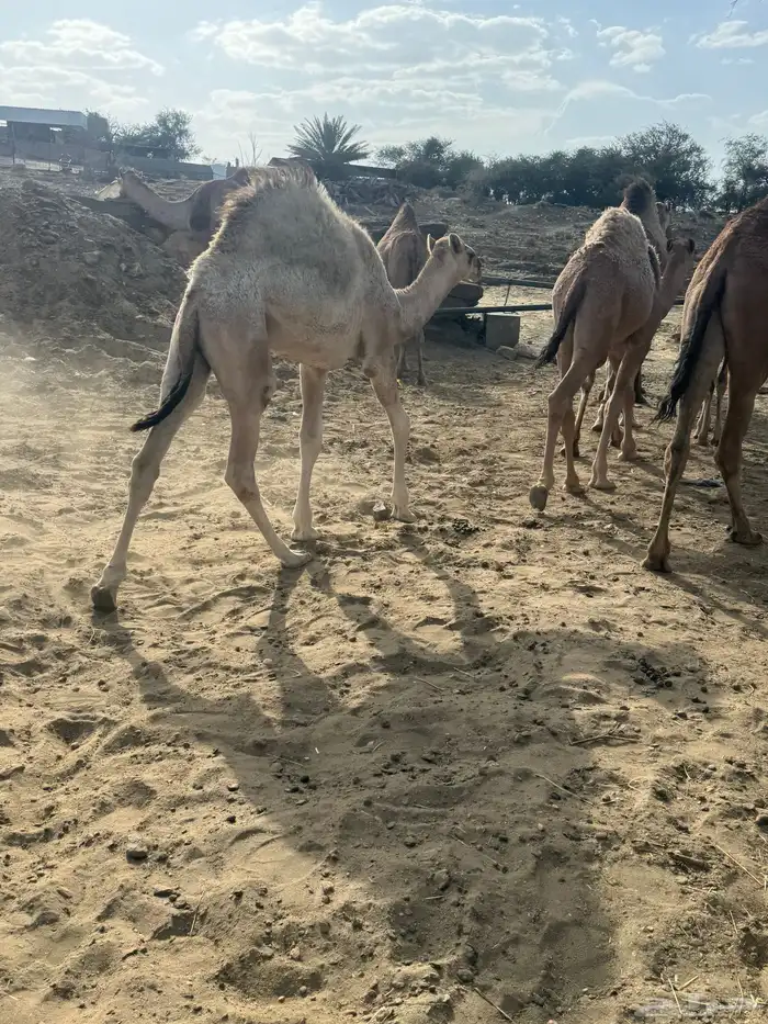 حشوان للبيع 4
