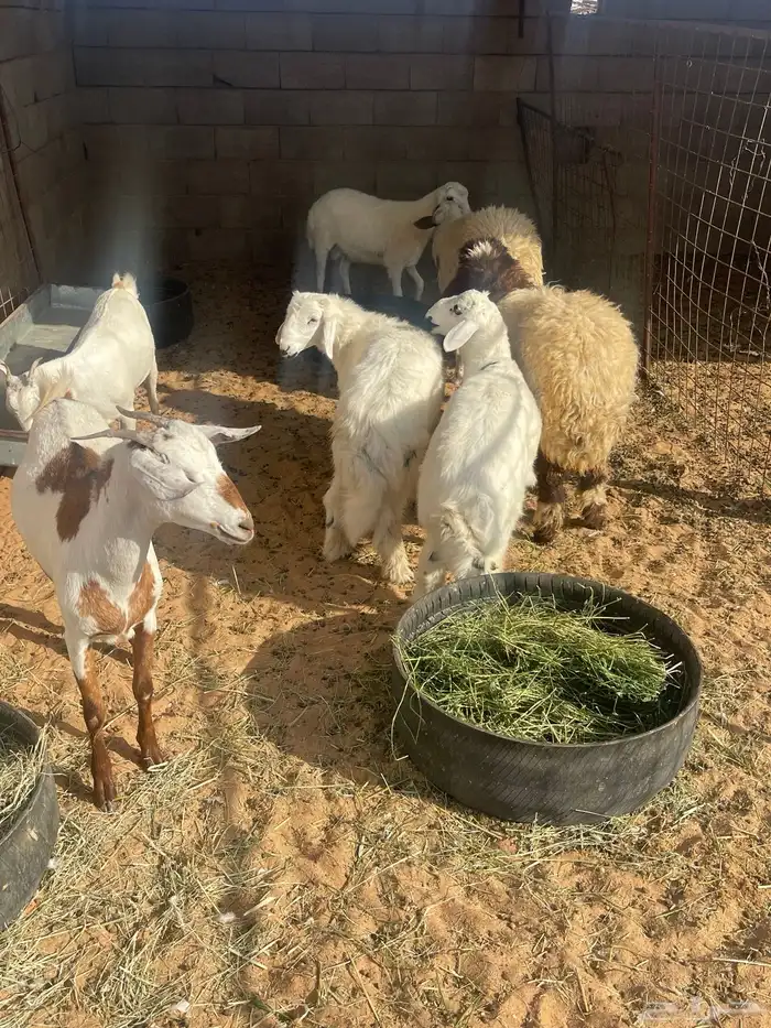 خرفان نعيم وحري وجفرات جنوبية 3