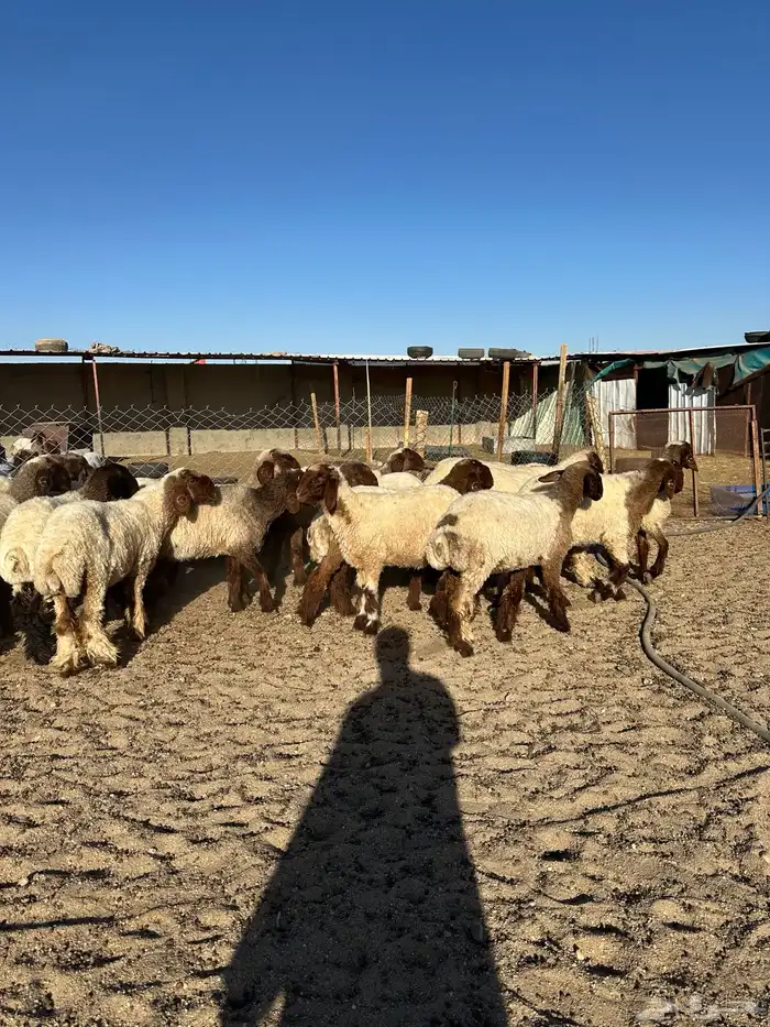 جذعات أنعيم صنف( تم البييع ) 10