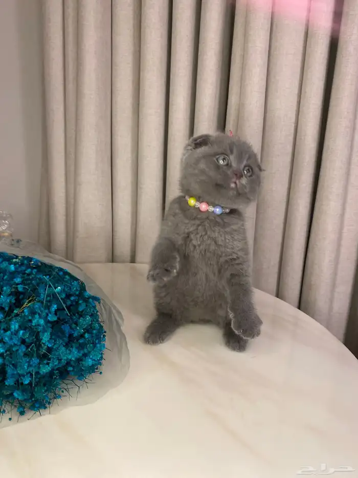 قطط للبيع سكوتش 0