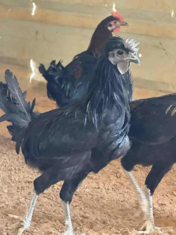 ديوك للبيع عددها 180 بيع جمله 1