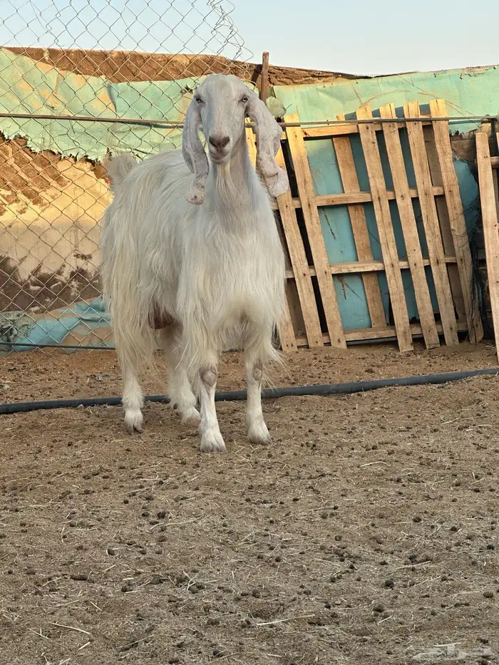 عنز مصريه حليب ديس مركن 1