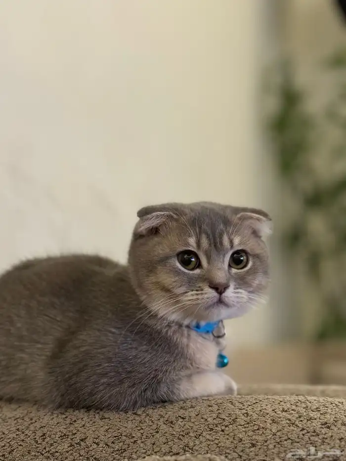 first class cats - قطط درجة أولى 0