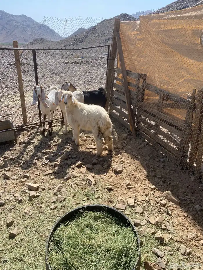 رخل وخروف نجدي داغور 2