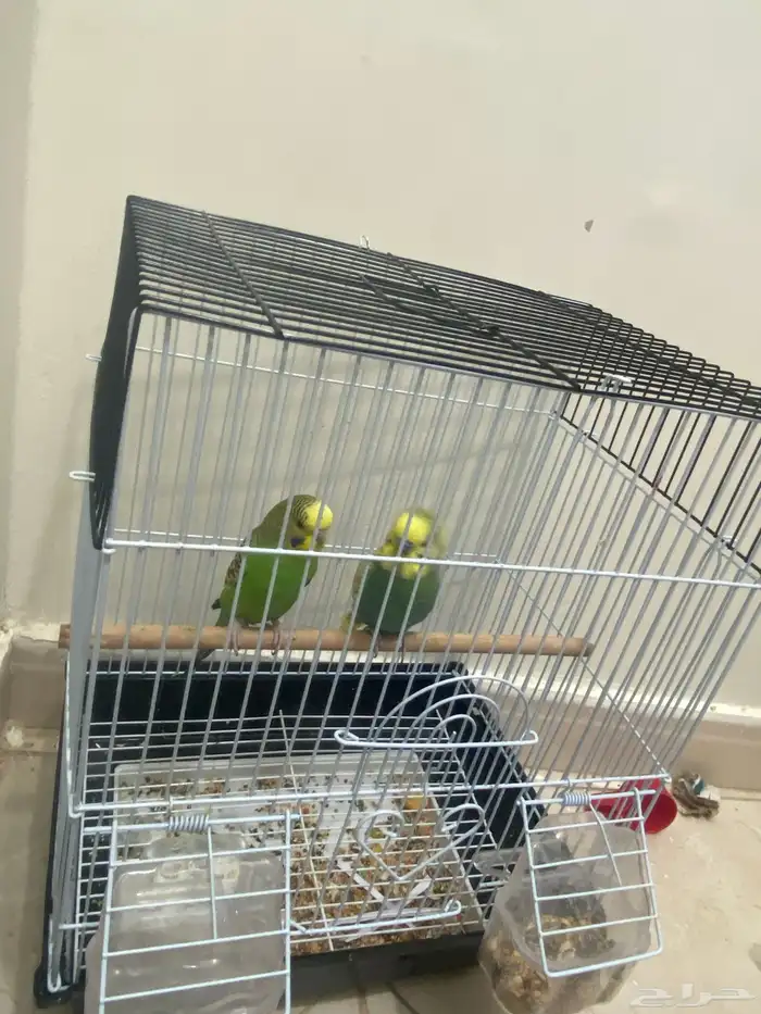 زوج بادجي استرالي صحه شرط السعر 95 العرض لفترة محدودة 3