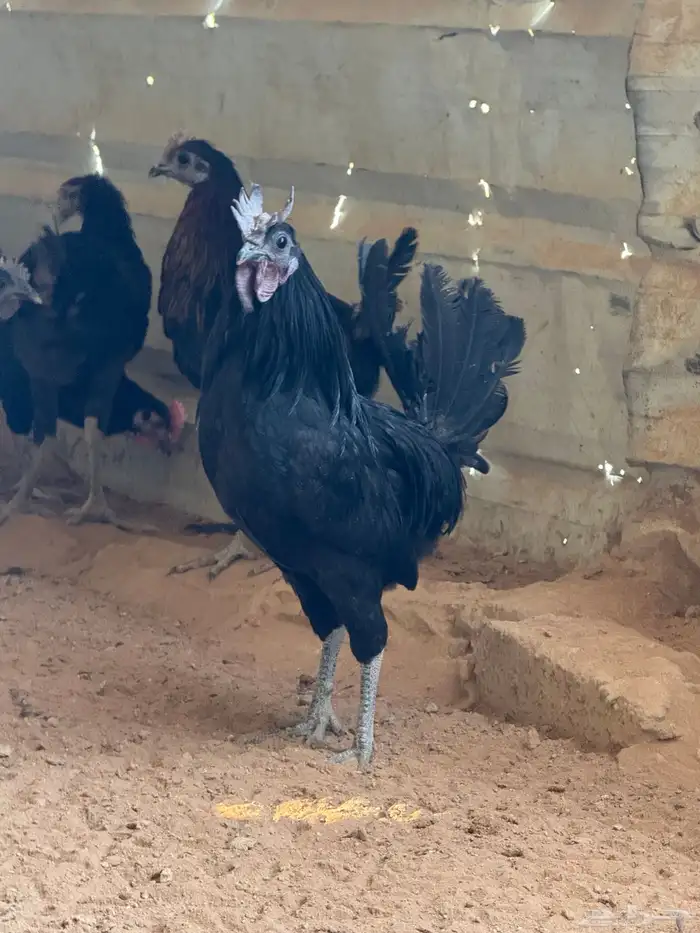 ديوك للبيع عددها 180 بيع جمله 0