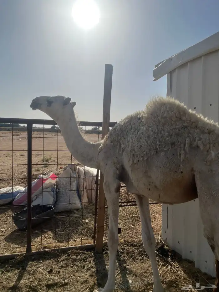 بكره عمرها سنه لا تعاني من اي مرض 2