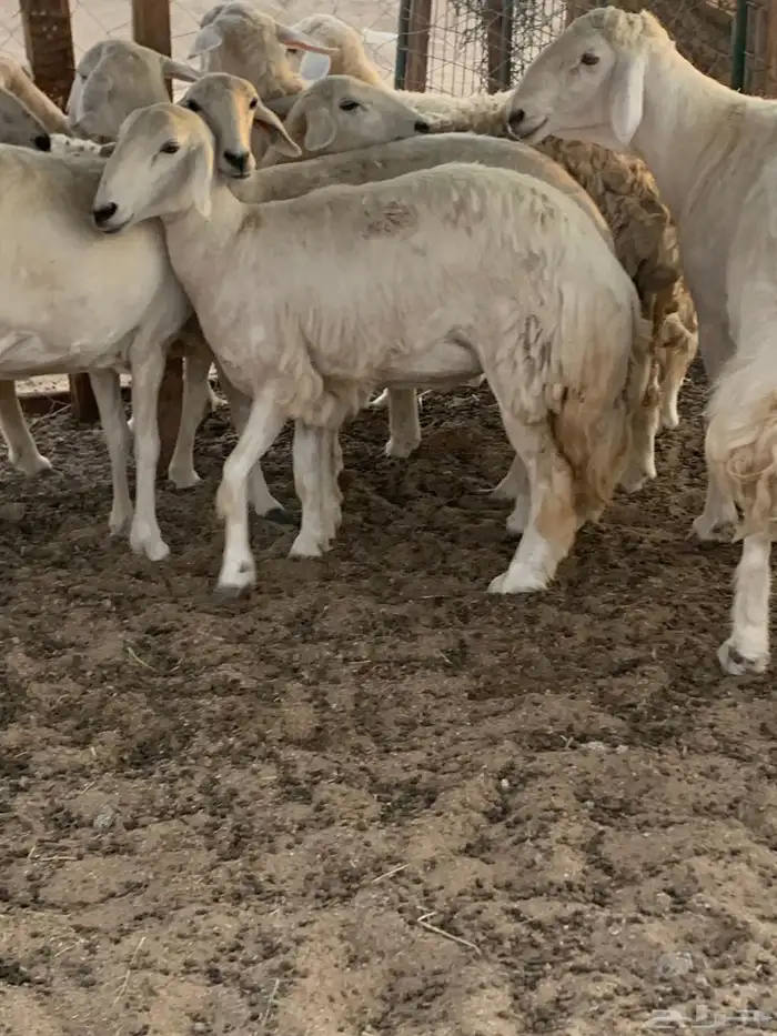 للبيع رخال حريات حرش مقاني 0