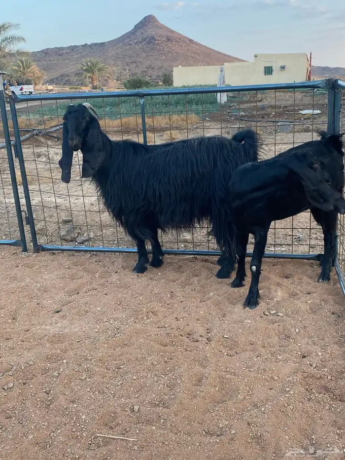 معزا مصريات تم البيع 1