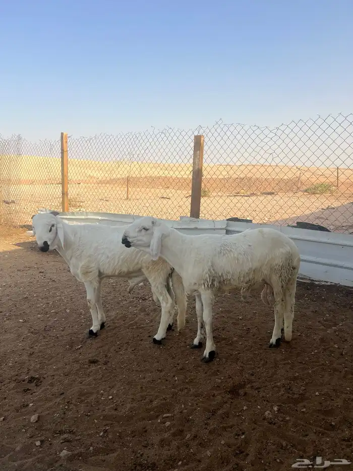 سواكن طليان جذع وجبر وشحم شررط 8