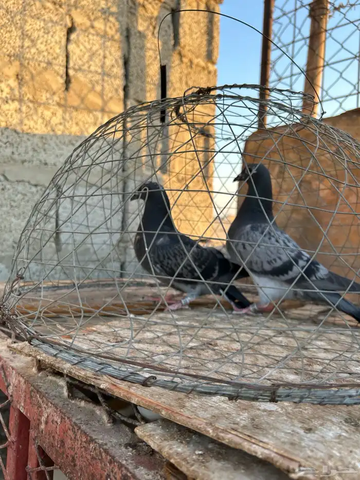 طبه زاجل سباق 3