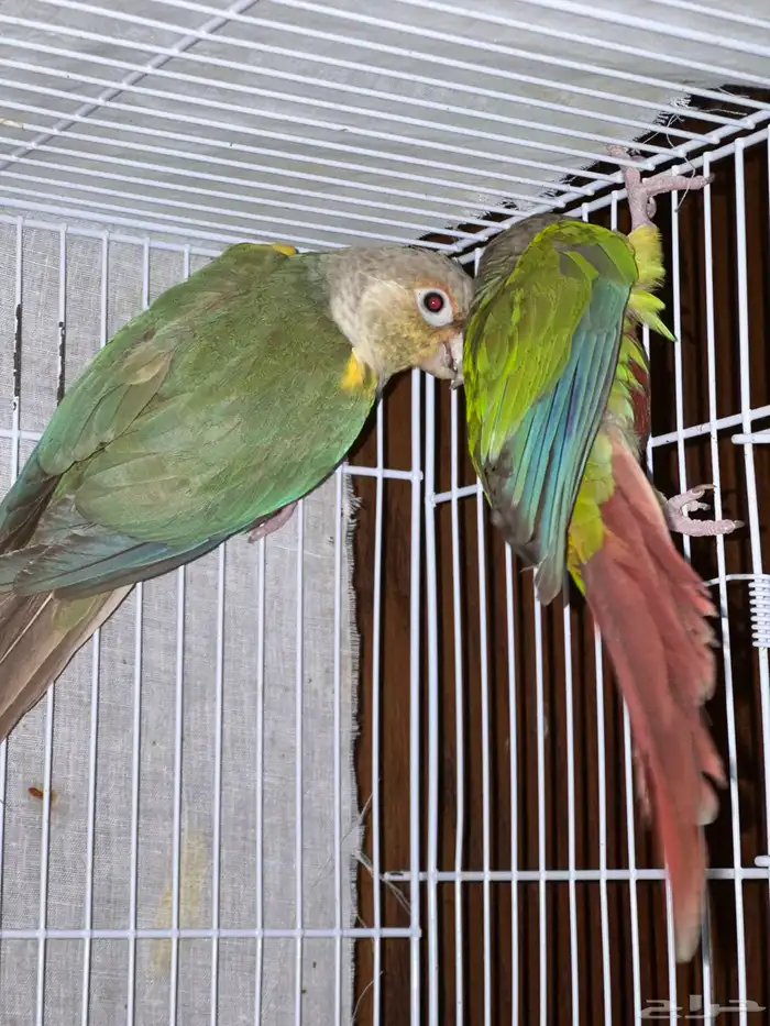 زوج كنيور مع فرخين تم البيع 1